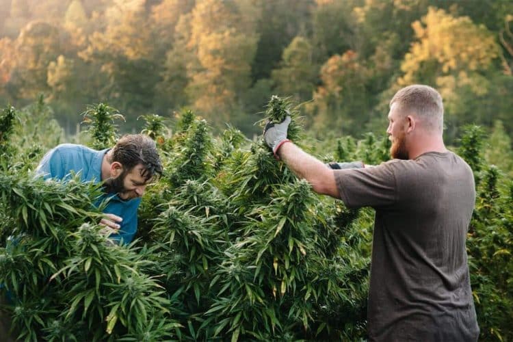 Legal [Cannabis] Industry Employs Over 321,000 Full-Time Workers