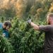 Legal [Cannabis] Industry Employs Over 321,000 Full-Time Workers