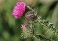 Silymarin Extraction from Milk Thistle