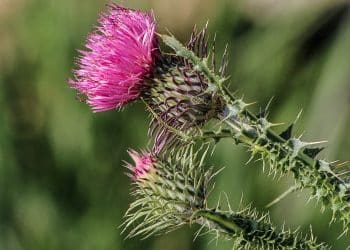 Silymarin Extraction from Milk Thistle