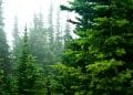 Pinane: A Solvent from Forestry Biomass
