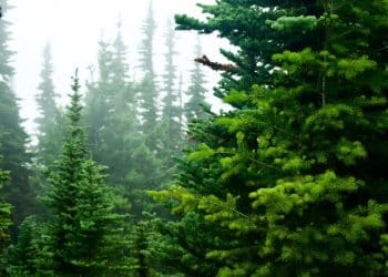 Pinane: A Solvent from Forestry Biomass