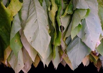 Solanesol Extraction