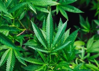 Membrane Filtration for Cannabis Extracts