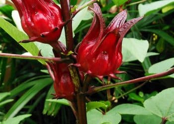 Supercritical CO2 Extraction with Hibiscus