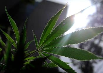 Minnesota: House Lawmakers Advance Adult Use [Cannabis] Legalization Measure