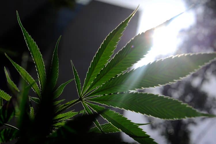 Minnesota: House Lawmakers Advance Adult Use [Cannabis] Legalization Measure