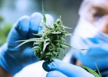 Preparative Supercritical Fluid Chromatography for Cannabinoid Refining and Purification