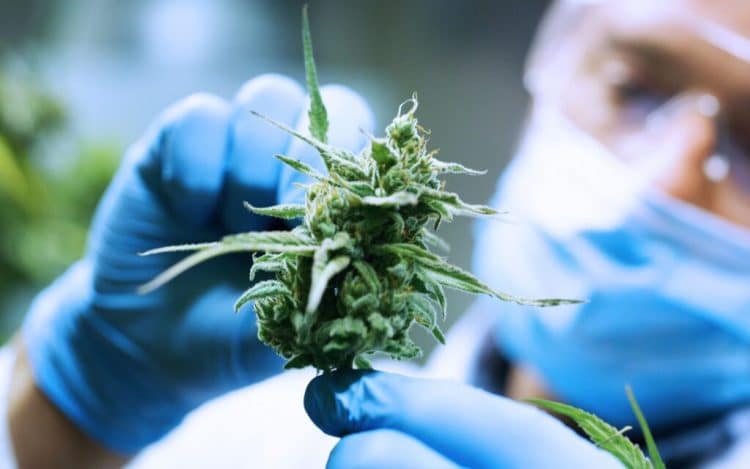 Preparative Supercritical Fluid Chromatography for Cannabinoid Refining and Purification