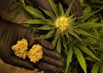 Alabama: Governor Signs Medical [Cannabis] Access Legislation into Law