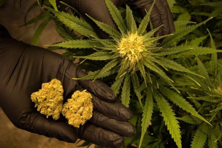 Alabama: Governor Signs Medical [Cannabis] Access Legislation into Law