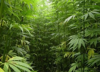 Squander Nothing: How Hemp Waste Can Be Used in Bioenergy Applications