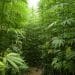 Squander Nothing: How Hemp Waste Can Be Used in Bioenergy Applications