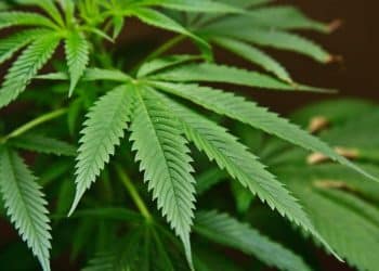 Chemical Composition and Antioxidants of Cannabis Roots