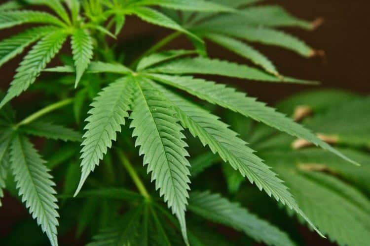 Chemical Composition and Antioxidants of Cannabis Roots