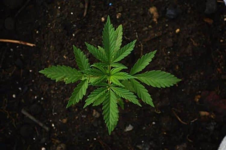 terpene vapor pressure and cannabis