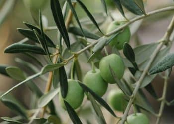 Olive Oil Waste:  Interesting Source of Valuable Organic Compounds