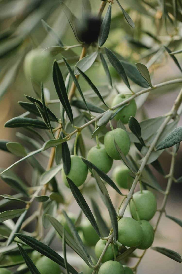 Olive Oil Waste: Interesting Source of Valuable Organic Compounds