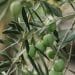 Olive Oil Waste:  Interesting Source of Valuable Organic Compounds