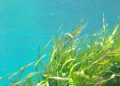 Seaweed Extraction for Tailored Meat Products