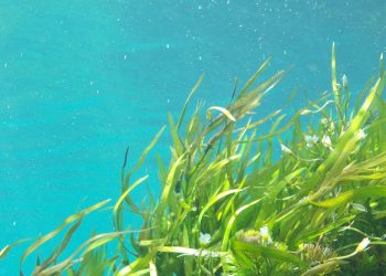 Seaweed Extraction for Tailored Meat Products