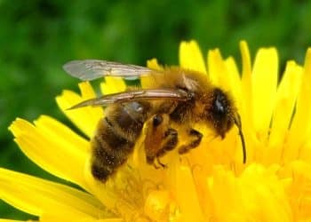 Propolis Extracts and Bioactive Compounds