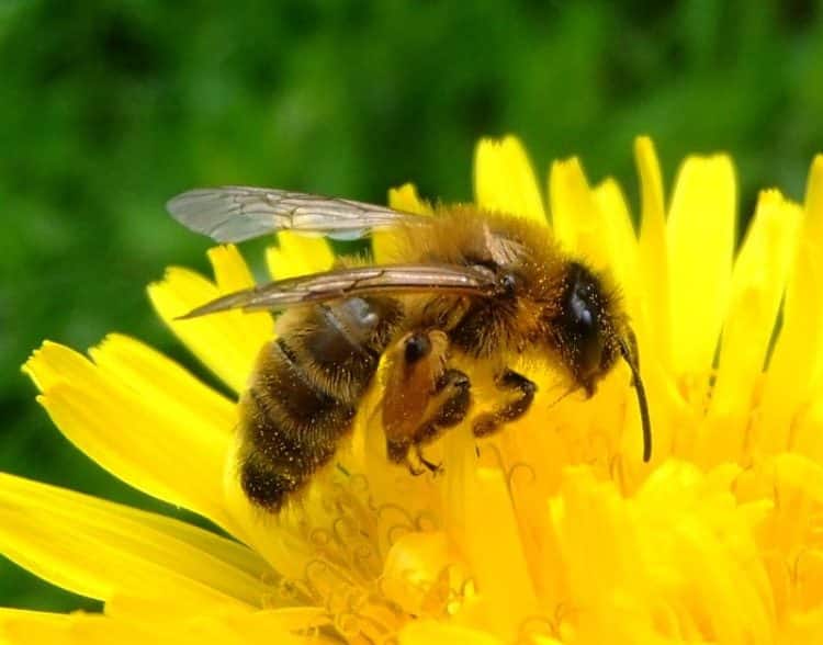 Propolis Extracts and Bioactive Compounds