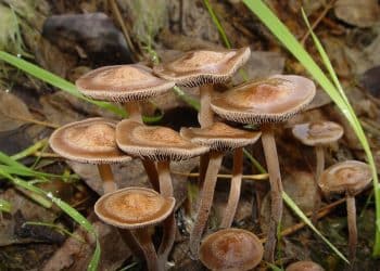 Extraction Equipment for Magic Mushrooms