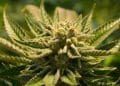 Commercial Hash Equipment for Hash Production