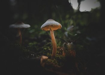 Researchers Produce Psilocybin in E. Coli
