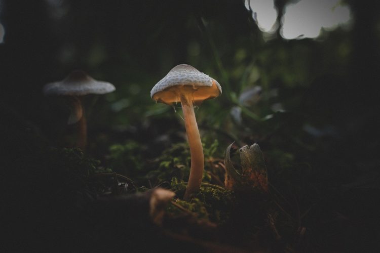 Researchers Produce Psilocybin in E. Coli