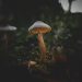 Researchers Produce Psilocybin in E. Coli