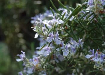 Rosemary: Overview of Modern Extraction Techniques