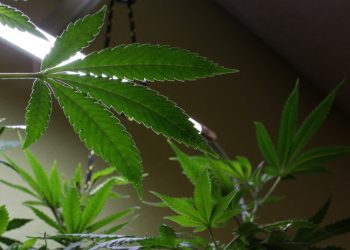 Cannabis Legalization Advocates Announce Sept. 28 Rally at the U.S. Capitol