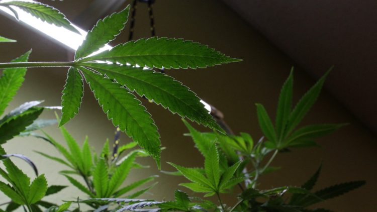 Cannabis Legalization Advocates Announce Sept. 28 Rally at the U.S. Capitol