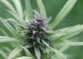 Changes in THC and CBD Levels Since 1970