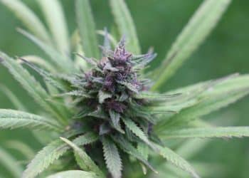 Changes in THC and CBD Levels Since 1970