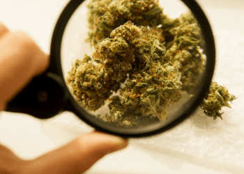 New Frontier Data Report on Delta-8-THC