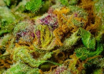 Supercritical Carbon Dioxide Extraction for Medicinal Cannabis