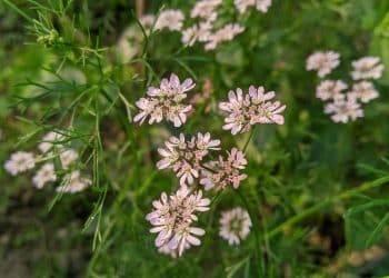 Vacuum Assisted Sorbent Extraction