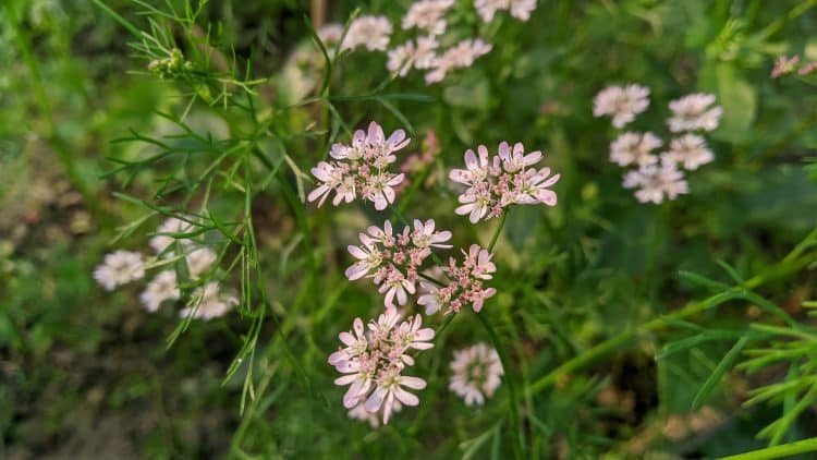 Vacuum Assisted Sorbent Extraction