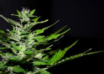 Subcritical CO2 Extraction of Terpenes