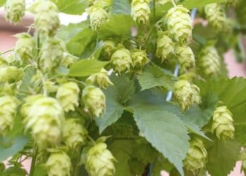 Extracting the Biopharmacy Out of Hops