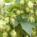 Extracting the Biopharmacy Out of Hops