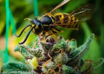 Cannabis Extract Boosts the  Immune Systems of Honeybees