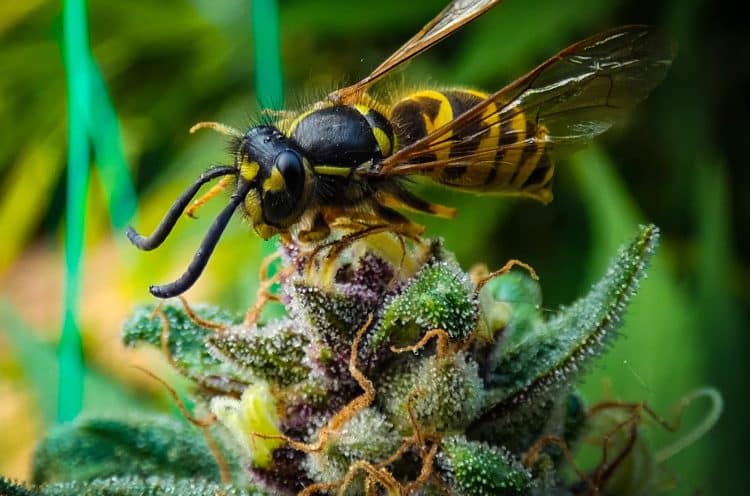 Cannabis Extract Boosts the  Immune Systems of Honeybees