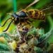 Cannabis Extract Boosts the Immune Systems of Honeybees