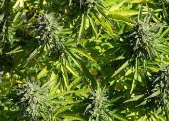 Analyzing Essential Oils of Cannabis sativa L.