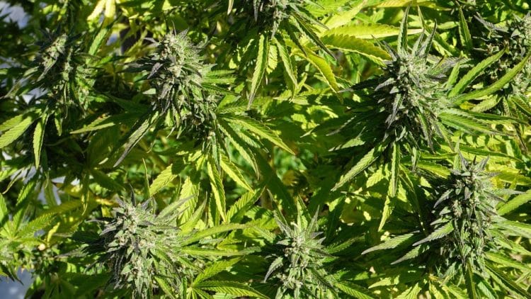 Analyzing Essential Oils of Cannabis sativa L.