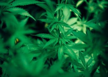 Cellulose Fiber Extraction from Flax and Hemp